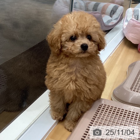 トイ・プードルの写真