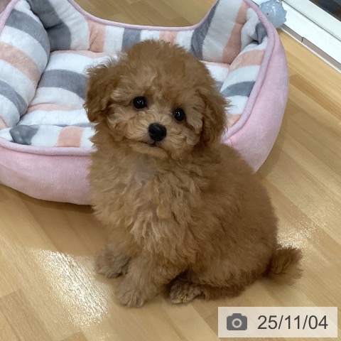 トイ・プードルの写真