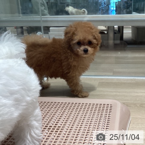 トイ・プードルの写真