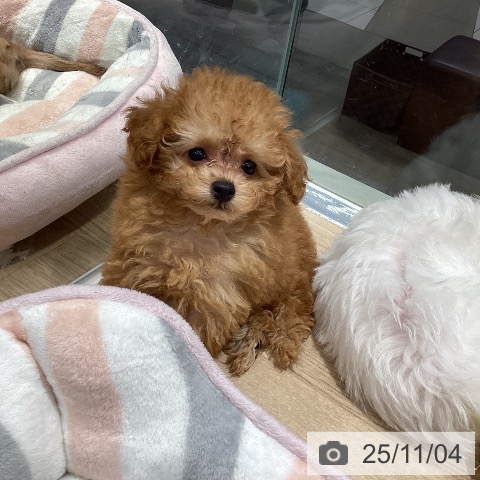 トイ・プードルの写真