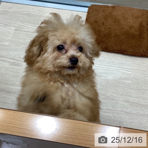 千葉県のトイプードル(トイ) (ペットプラス 柏店/2025年8月28日生まれ/男の子/アプリコット)の子犬の4枚目の画像