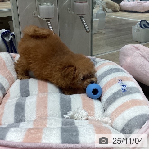 トイ・プードルの写真