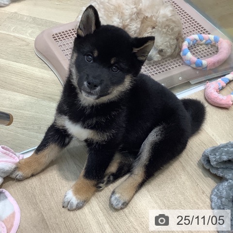 埼玉県の柴犬(標準サイズ) (ペットプラス ららぽーと新三郷店/2025年9月3日生まれ/男の子/黒)の子犬の4枚目の画像