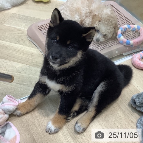 埼玉県の柴犬(標準サイズ) (ペットプラス ららぽーと新三郷店/2025年9月3日生まれ/男の子/黒)の子犬の3枚目の画像