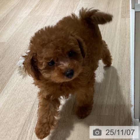 トイ・プードルの写真