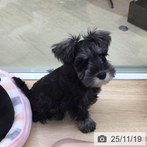 東京都のミニチュアシュナウザー (ペットプラス 日の出店/2025年8月29日生まれ/男の子/ソルトペッパー)の子犬の4枚目の画像