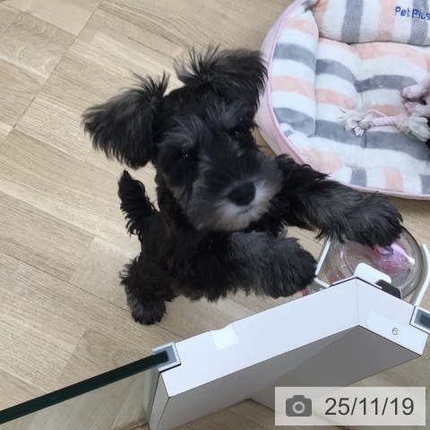 東京都のミニチュアシュナウザー (ペットプラス 日の出店/2025年8月29日生まれ/男の子/ソルトペッパー)の子犬の3枚目の画像