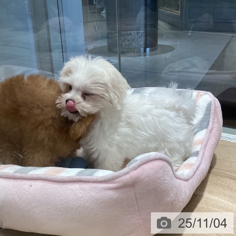 マルチーズの写真