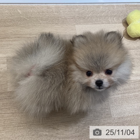 ポメラニアンの写真