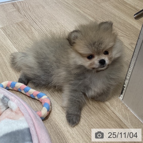 ポメラニアンの写真