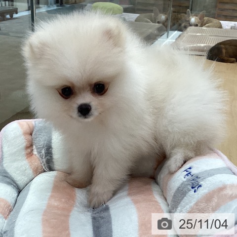 ポメラニアンの写真