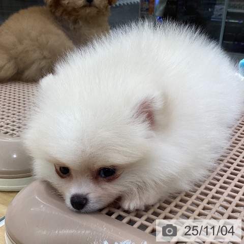 ポメラニアンの写真