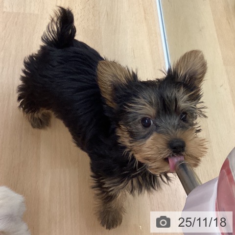 ペットプラス 松本店 | ヨークシャー・テリアの詳細情報 | 子犬・子猫 ペットプラス 松本店 | ヨークシャー・テリアの詳細情報 | 子犬・子猫