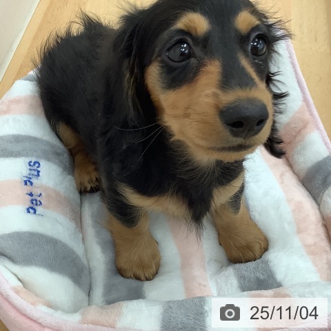 カニーンヘン・ダックスフンドの写真