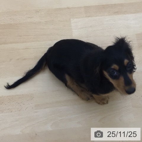 青森県のカニンヘンダックスフンド(ロング) (ペットプラス 青森浜田店/2025年9月1日生まれ/男の子/ブラックタン)の子犬の4枚目の画像