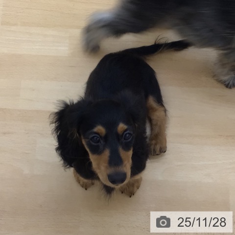 青森県のカニンヘンダックスフンド(ロング) (ペットプラス 青森浜田店/2025年9月1日生まれ/男の子/ブラックタン)の子犬の3枚目の画像