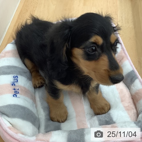 カニーンヘン・ダックスフンドの写真