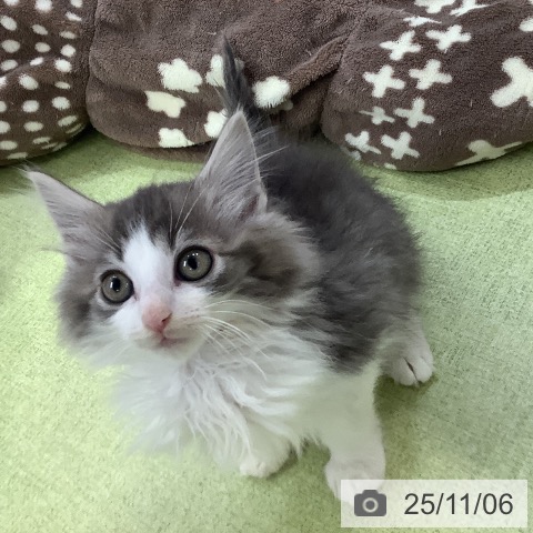 ノルウェージャンフォレストキャットの写真