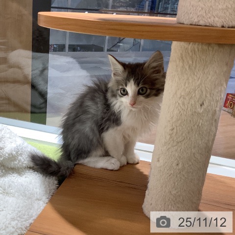 ノルウェージャンフォレストキャットの写真