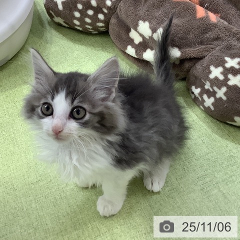 ノルウェージャンフォレストキャットの写真