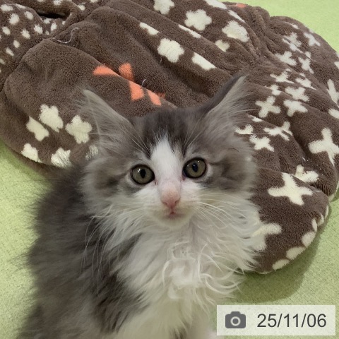 ノルウェージャンフォレストキャットの写真