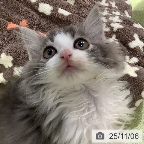 ノルウェージャンフォレストキャットの写真