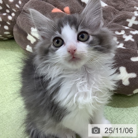 ノルウェージャンフォレストキャットの写真