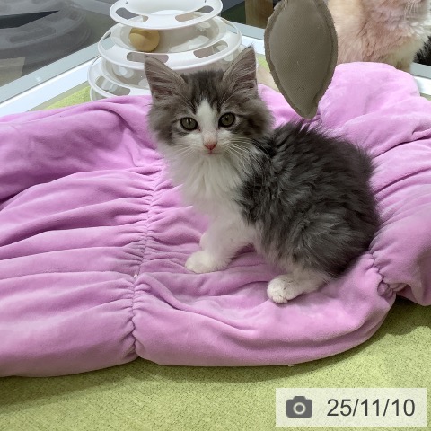 ノルウェージャンフォレストキャットの写真