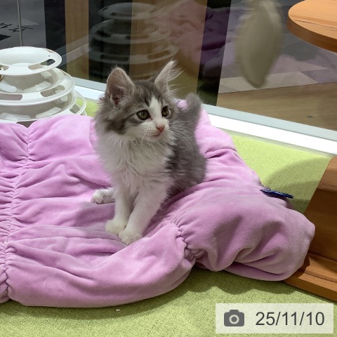 ノルウェージャンフォレストキャットの写真