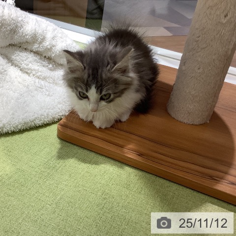 ノルウェージャンフォレストキャットの写真