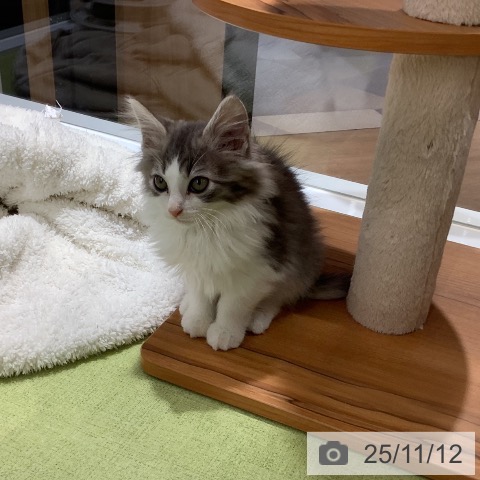 ノルウェージャンフォレストキャットの写真