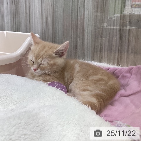 神奈川県のスコティッシュフォールド (ペットプラス 新百合丘店/2025年9月3日生まれ/男の子/クリームタビーホワイト)の子猫の4枚目の画像