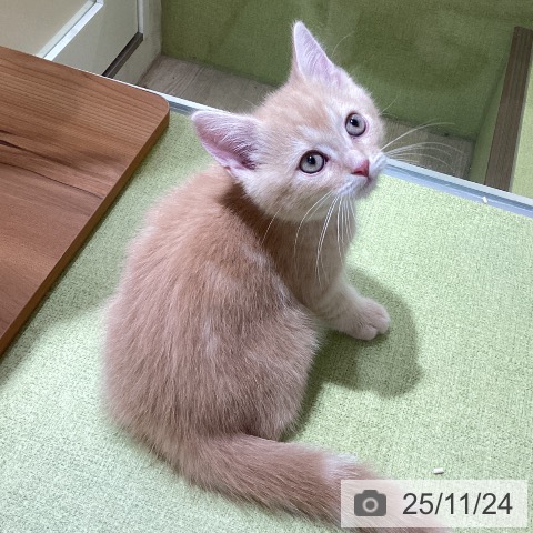 神奈川県のスコティッシュフォールド (ペットプラス 新百合丘店/2025年9月3日生まれ/男の子/クリームタビーホワイト)の子猫の3枚目の画像