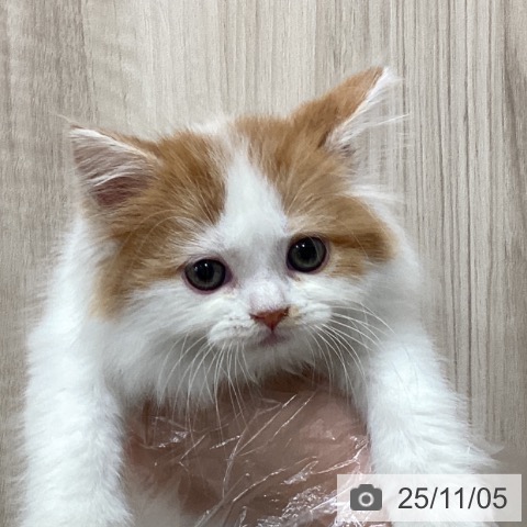 スコティッシュフォールドの写真