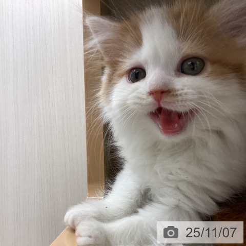 スコティッシュフォールドの写真