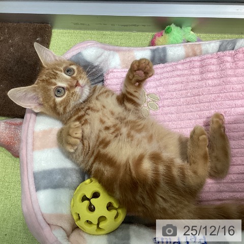 千葉県のアメリカンショートヘアー (ペットプラス 柏店/2025年9月4日生まれ/男の子/レッドタビー)の子猫の4枚目の画像