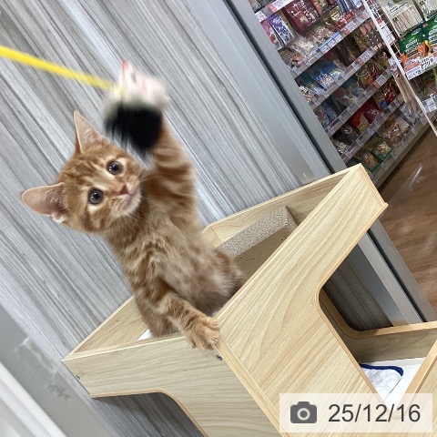 千葉県のアメリカンショートヘアー (ペットプラス 柏店/2025年9月4日生まれ/男の子/レッドタビー)の子猫の3枚目の画像