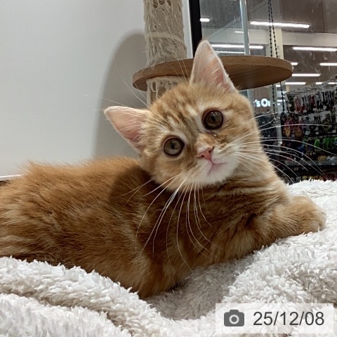 東京都のマンチカン (ペッツワン 青梅インター店/2025年8月31日生まれ/男の子/レッドタビー)の子猫の4枚目の画像