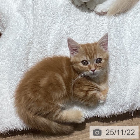 東京都のマンチカン (ペッツワン 青梅インター店/2025年8月31日生まれ/男の子/レッドタビー)の子猫の3枚目の画像