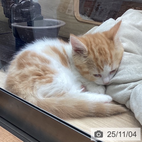 マンチカンの写真