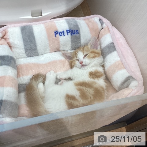 マンチカンの写真