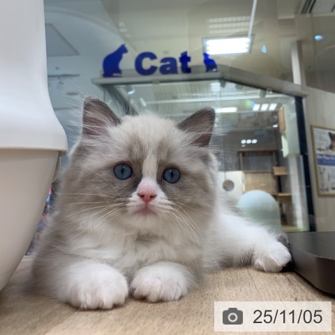 ラグドールの写真