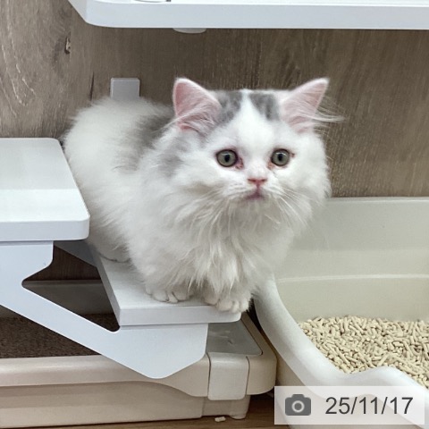 マンチカンの写真