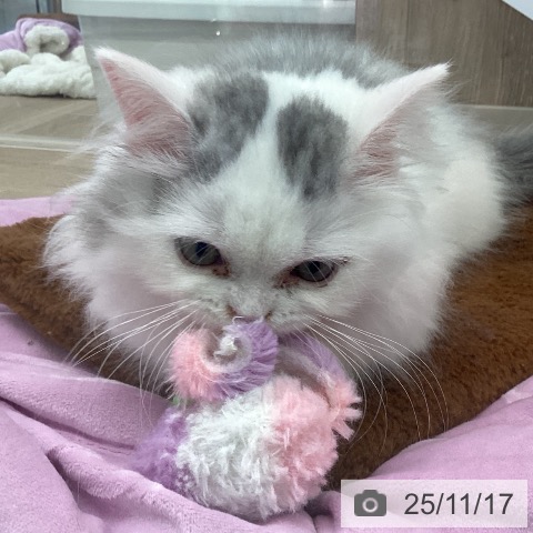 マンチカンの写真