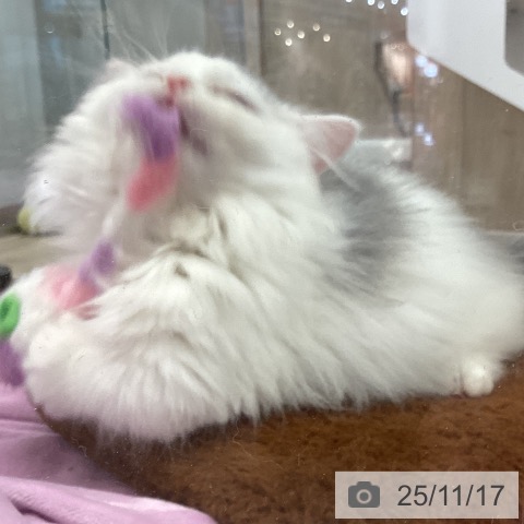 マンチカンの写真