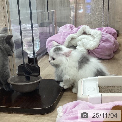 マンチカンの写真