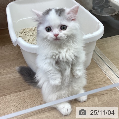 茨城県のマンチカン (ペットプラス つくば店/2025年8月29日生まれ/男の子/ブルータビーホワイト)の子猫の4枚目の画像