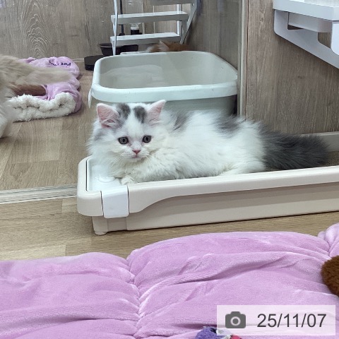 茨城県のマンチカン (ペットプラス つくば店/2025年8月29日生まれ/男の子/ブルータビーホワイト)の子猫の3枚目の画像