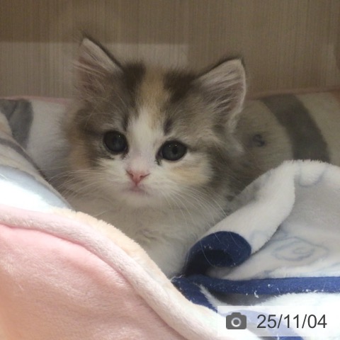 マンチカンの写真