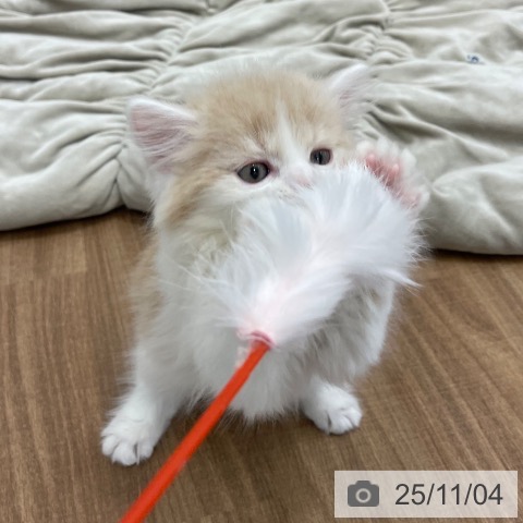 スコティッシュフォールドの写真